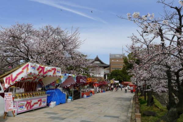 岸和田城の桜　７