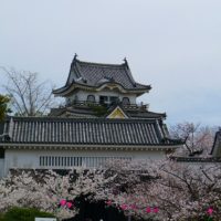 桐たんすの社長がご紹介します。春の訪れ　岸和田城の桜です。