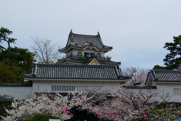 岸和田城の桜