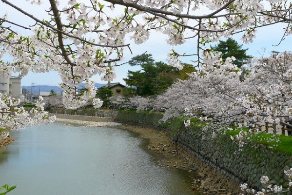 岸和田城の桜　５