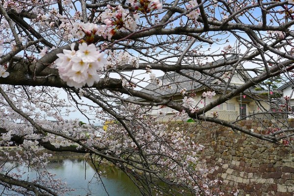 岸和田城の桜　６