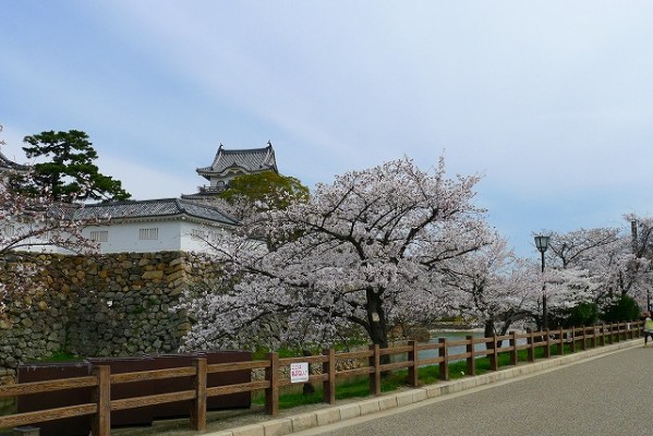 岸和田城の桜　１０