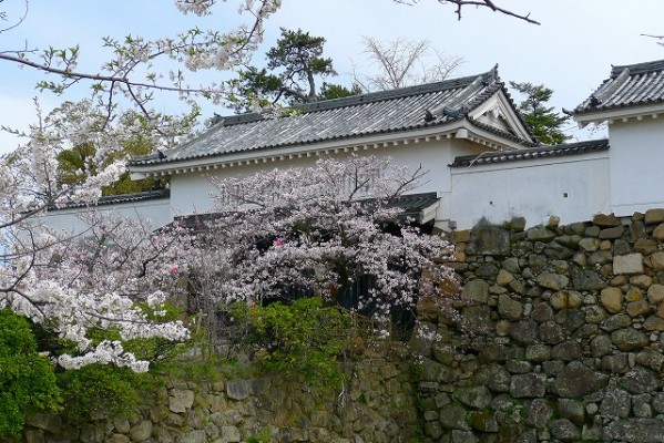 岸和田城の桜　９