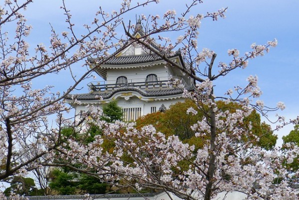 岸和田城の桜　３