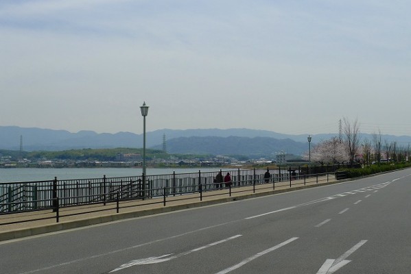 久米田池と桜並木