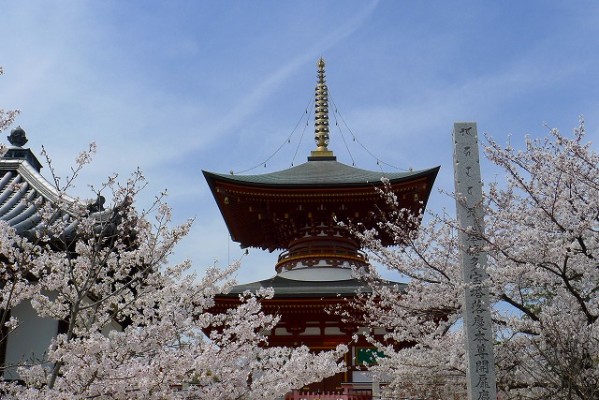 高野山真言宗　久米田寺の桜