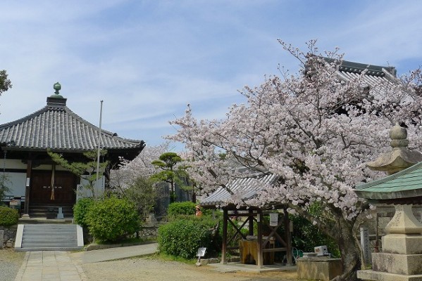 高野山真言宗　久米田寺の桜　２