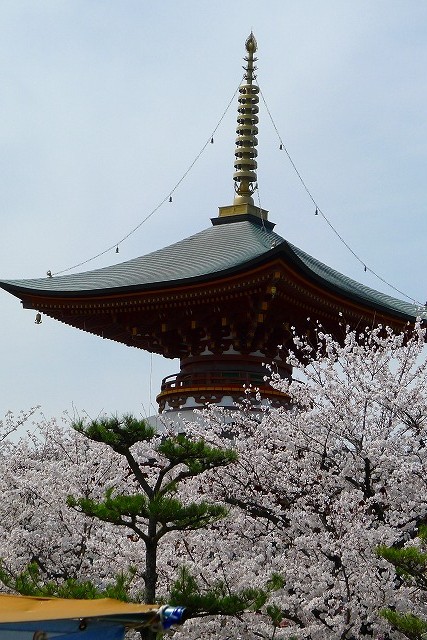 高野山真言宗　久米田寺の多宝塔と桜