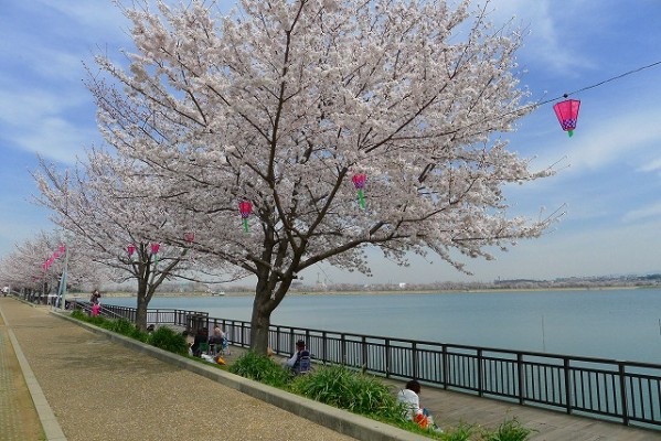 久米田池と桜