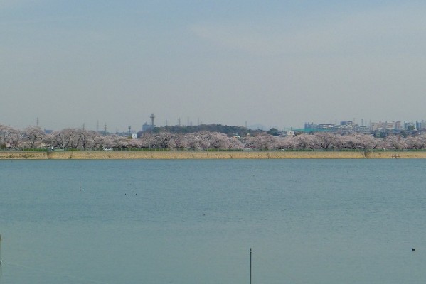 久米田池と対岸の桜