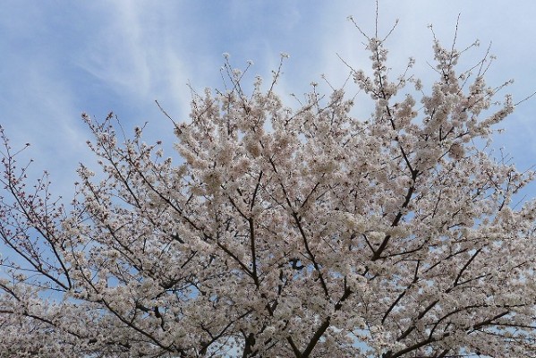 久米田池の桜の花