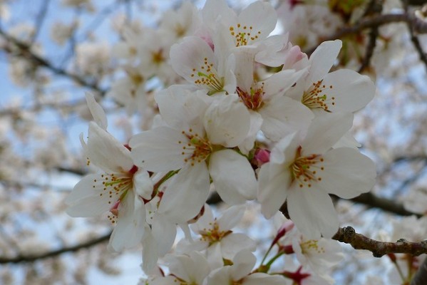 久米田池の桜