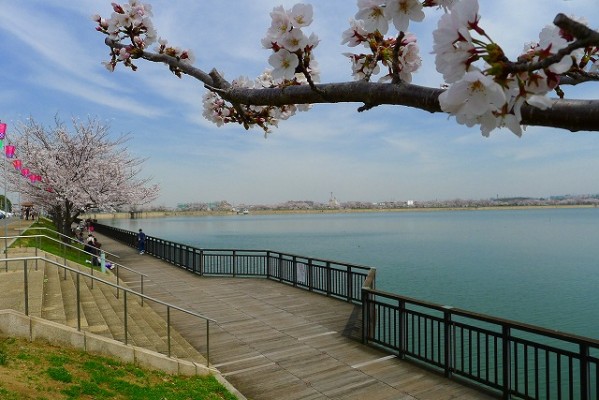 久米田池の桜と遊歩道　２