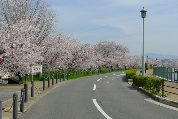 久米田池の桜と遊歩道