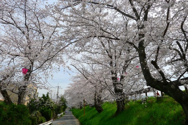 久米田池の桜の回廊