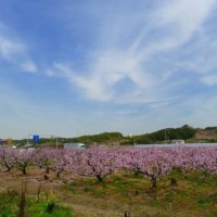 桐たんすの社長がご紹介します。春の訪れ　岸和田の包近（かねちか）の桃のお花