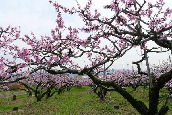 包近の桃の花