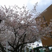 本日　泉州地域は、低気圧通過の強風のために桜の花が散っています。