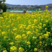 菜の花畑のご紹介です。