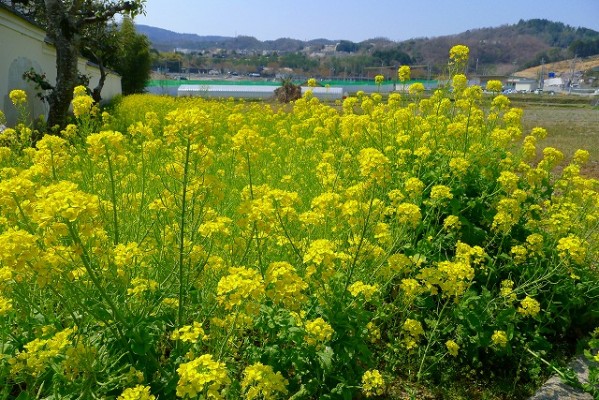 菜の花畑