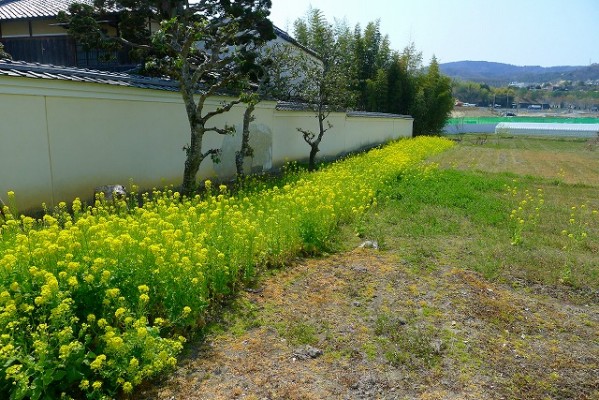 菜の花畑