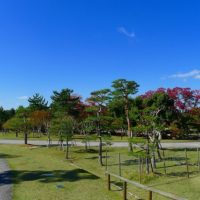 今年の秋の紅葉紹介は、奈良公園のご紹介です。