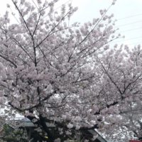 桐タンス社長ブログ　南海電車　春木駅の桜・一番身近で思い出の桜のご紹介