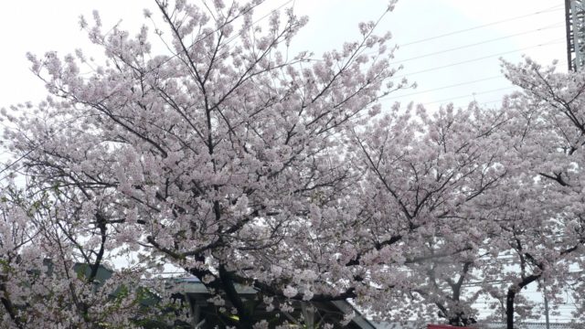 南海電車　春木駅の桜