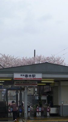 南海電車　春木駅駅舎と桜