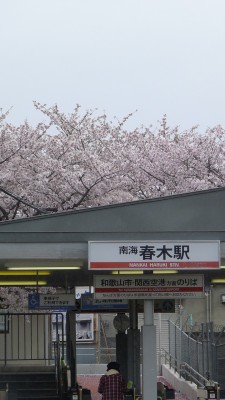 南海電車　春木駅の桜　２