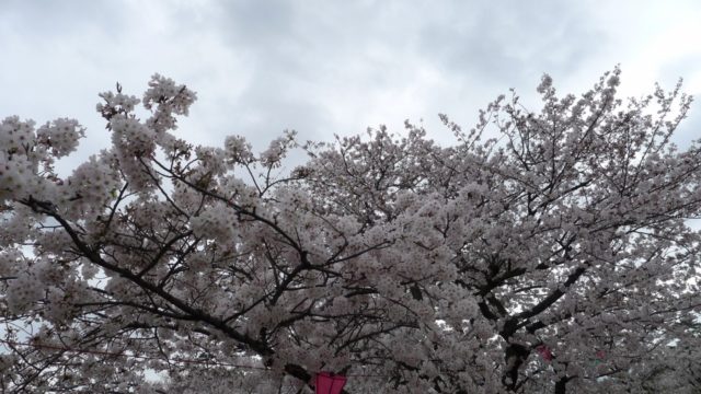 ２０１５年　岸和田城の桜