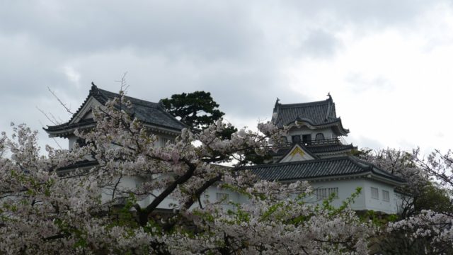 ２０１５年　岸和田城の桜２