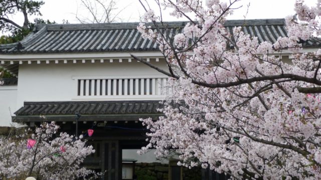 ２０１５年　岸和田城の桜　３