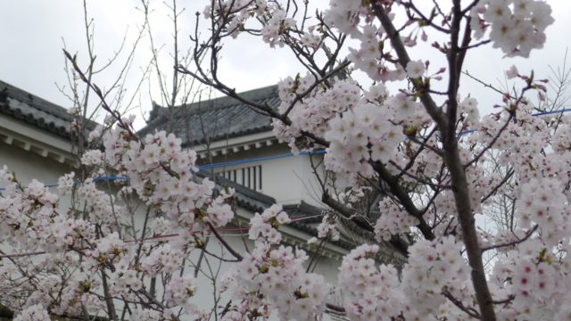 ２０１５年　岸和田城の桜　４