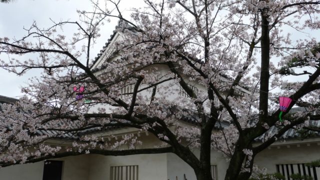 ２０１５年　岸和田城の桜　７