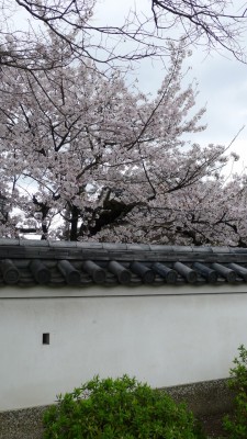 ２０１５年　岸和田城の桜　８