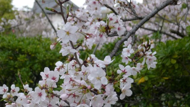 ２０１５年　岸和田城の桜　９