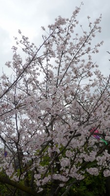 ２０１５年　岸和田城の桜　１０