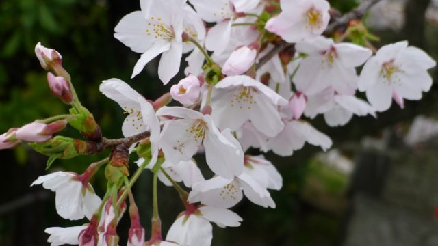 ２０１５年　岸和田城の桜　１１