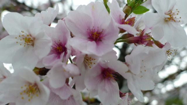 ２０１５年　岸和田城の桜　１２