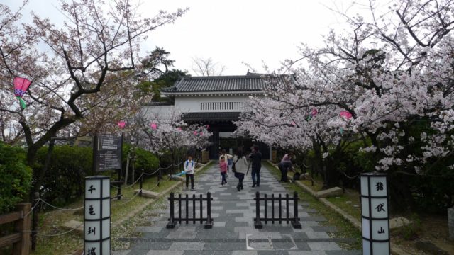 ２０１５年　岸和田城の桜　１４