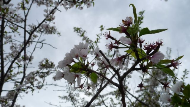 ２０１５年　岸和田城の桜　１５