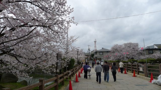 ２０１５年　岸和田城の桜　１６