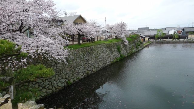 ２０１５年　岸和田城のお濠の桜