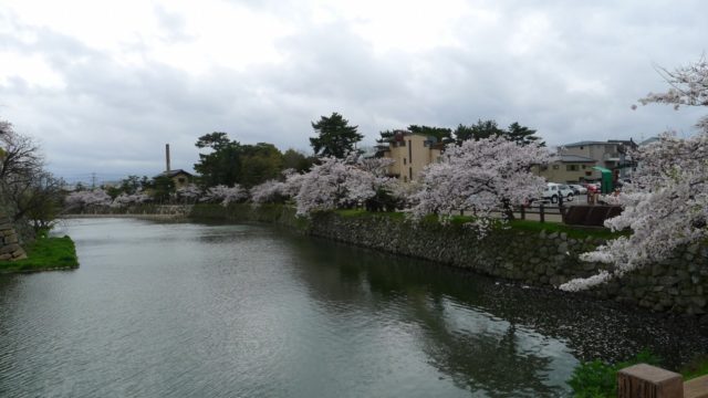 ２０１５年　岸和田城の桜　１７