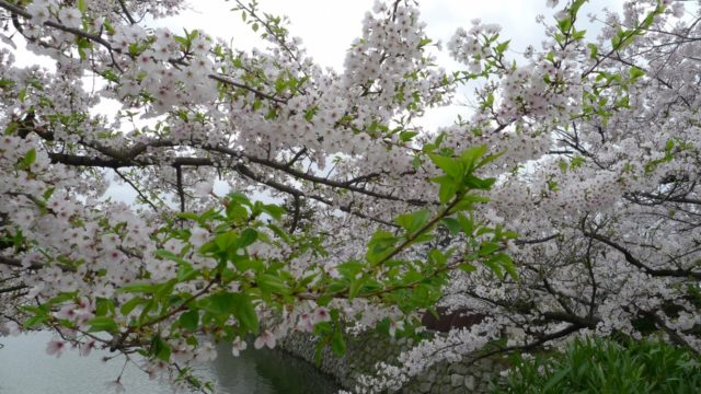 ２０１５年　岸和田城の桜　１８