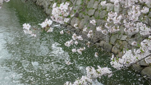 ２０１５年　岸和田城の桜　１９