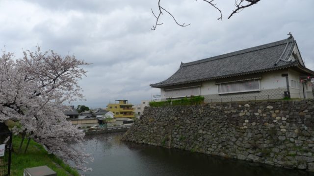 ２０１５年　岸和田城の桜　２０