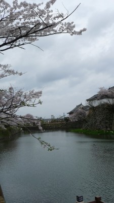 ２０１５年　岸和田城の桜　２３