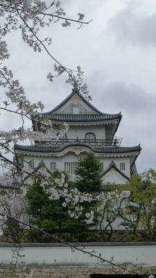 ２０１５年　岸和田城の桜　２４